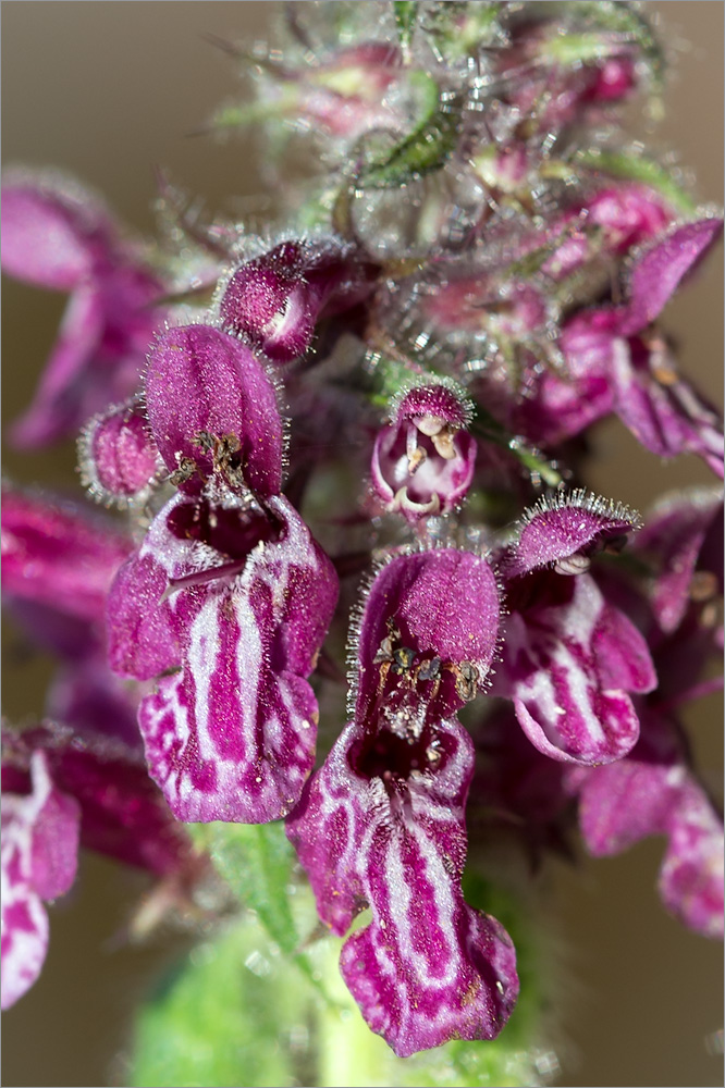 Изображение особи Stachys sylvatica.