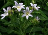 Gadellia lactiflora. Верхушка цветущего растения. Адыгея, Лагонаки, Глубокая балка, 1560 м н.у.м. 12.07.2014.