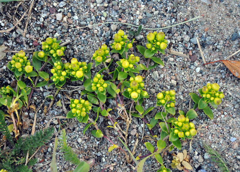 Изображение особи Honckenya peploides ssp. diffusa.