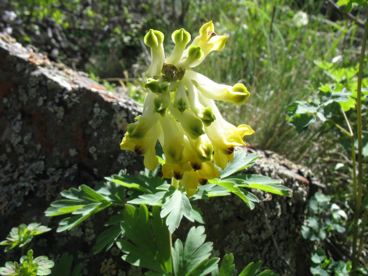 Image of Corydalis nobilis specimen.