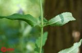 Veronica longifolia