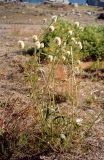 Trifolium montanum. Цветущее растение на обочине дороги. Кольский п-ов, Восточный Мурман, Дальние Зеленцы. Август 2002 г.
