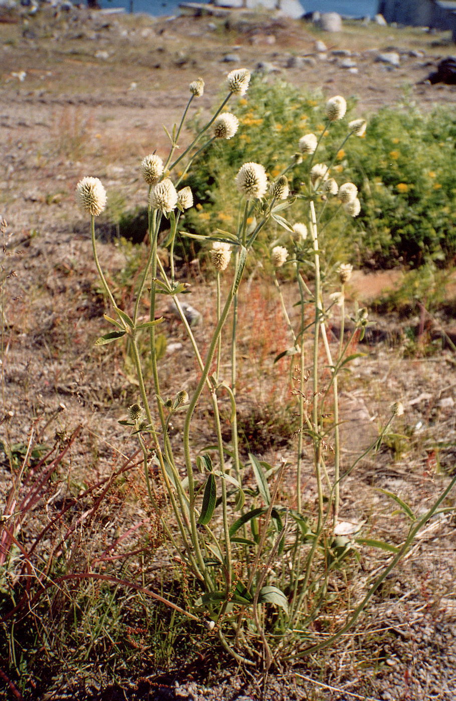 Изображение особи Trifolium montanum.