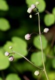Thalictrum delavayi. Верхняя часть соцветия с бутонами. Германия, г. Дюссельдорф, Ботанический сад университета. 03.06.2014.