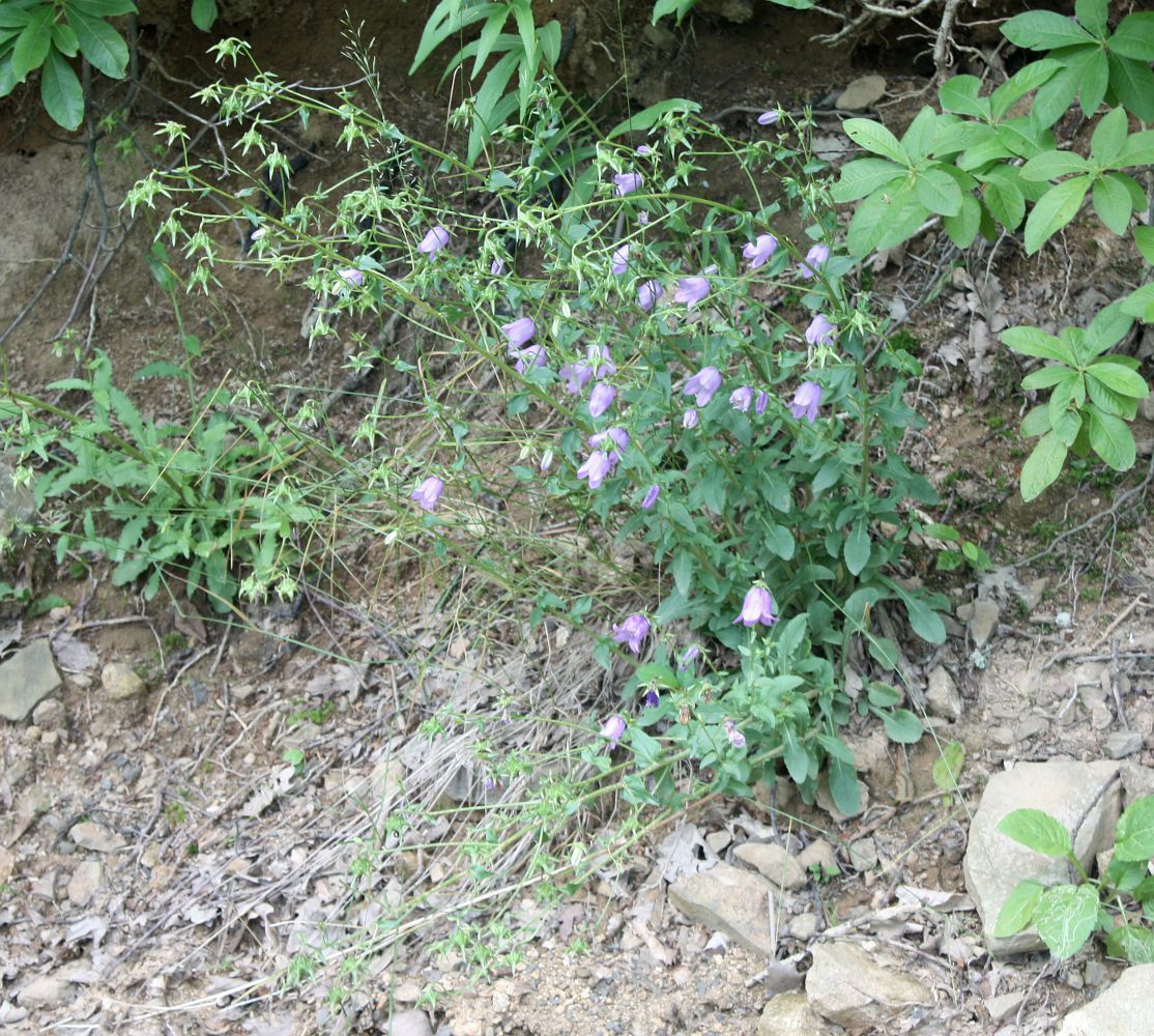 Image of Campanula hohenackeri specimen.