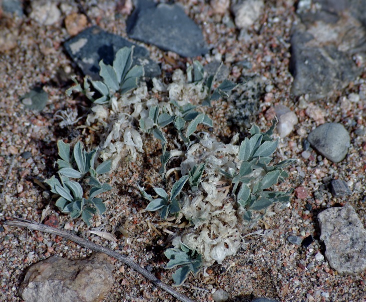 Image of Astragalus borodinii specimen.