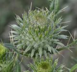 Cirsium ligulare