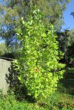 Liriodendron tulipifera