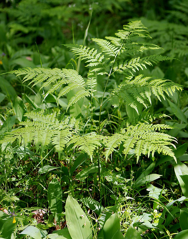 Изображение особи Pteridium pinetorum.