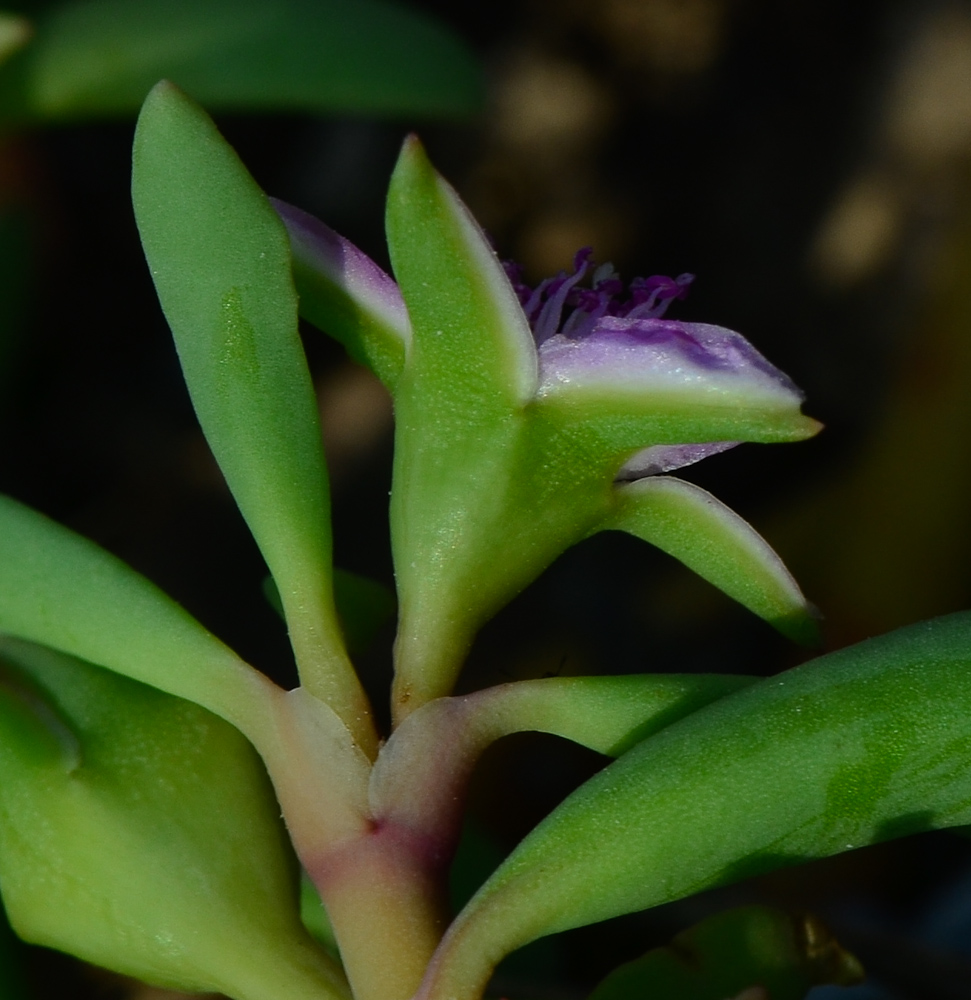 Image of Sesuvium portulacastrum specimen.