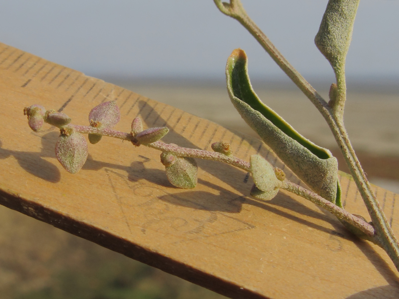 Изображение особи Atriplex aucheri.