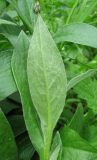 Centaurea montana