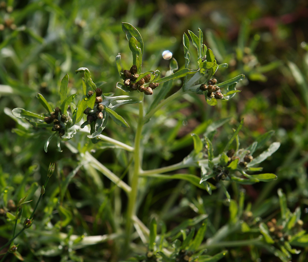 Изображение особи Gnaphalium uliginosum.