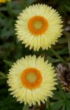 Xerochrysum bracteatum. Соцветия. Германия, г. Крефельд, Ботанический сад. 06.09.2014.