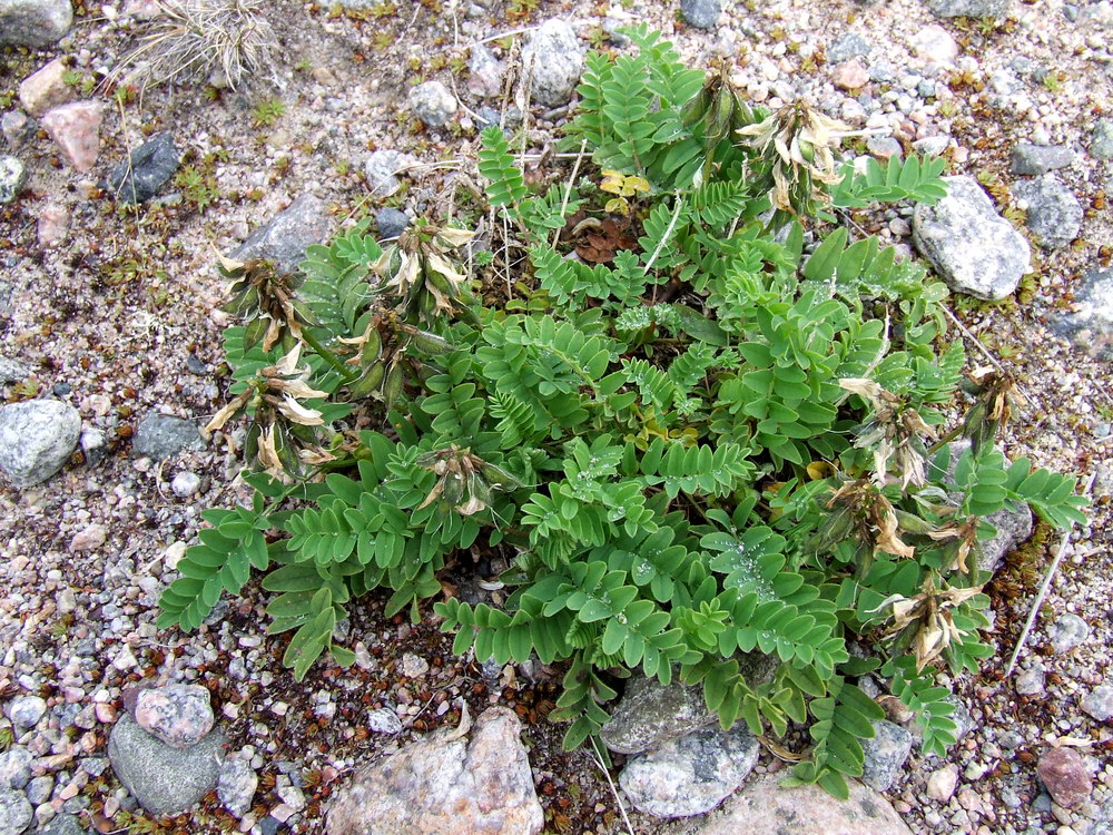 Image of Astragalus subpolaris specimen.