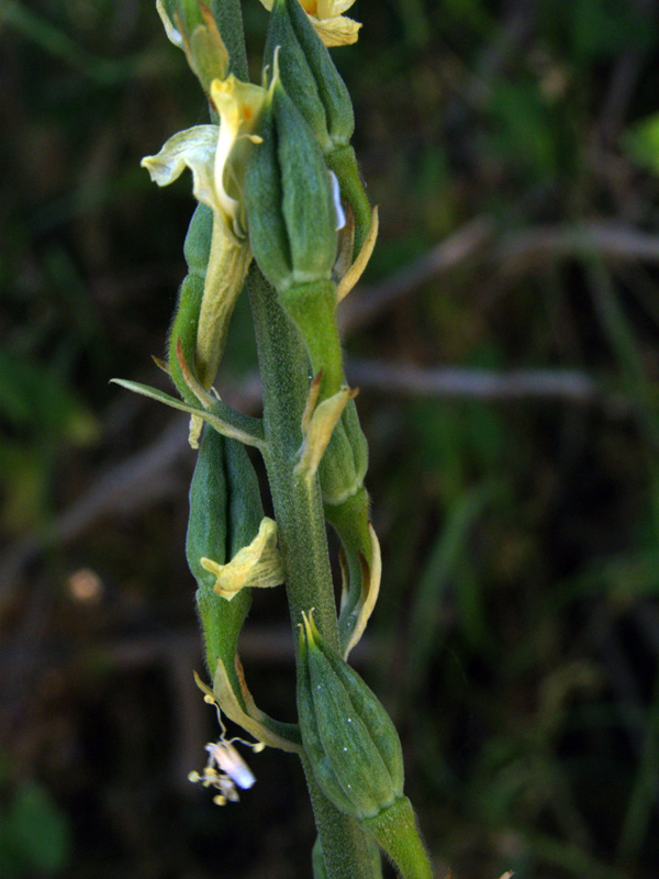 Image of Delphinium biternatum specimen.