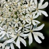 Heracleum dissectum