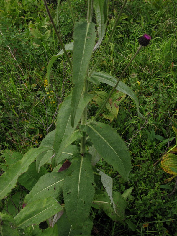 Изображение особи Cirsium helenioides.