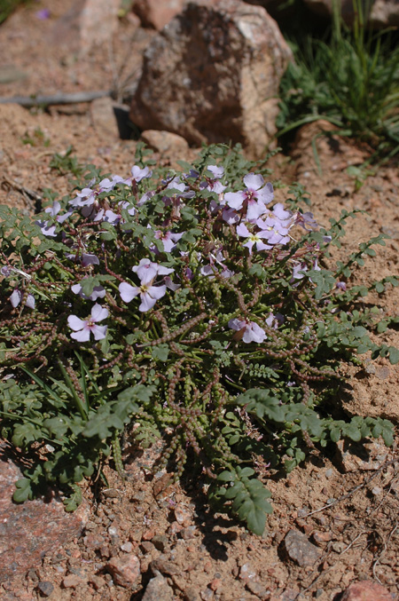 Image of Chorispora bungeana specimen.