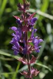 Salvia nemorosa. Часть соцветия. Белгородская обл., окр. пос. Борисовка, Острасьев Яр, степь. 30.06.2009.