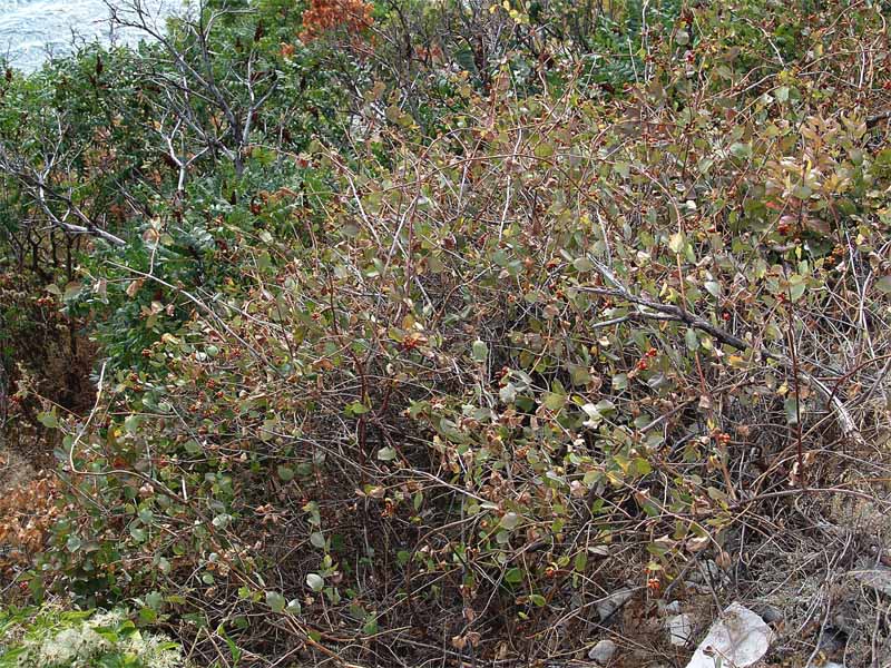 Image of Lonicera etrusca specimen.
