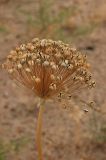 Allium subscabrum