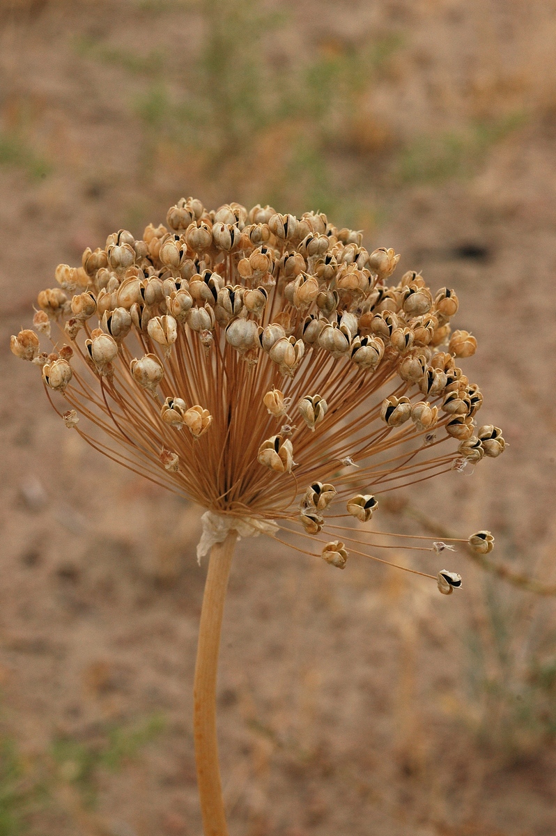 Image of Allium subscabrum specimen.