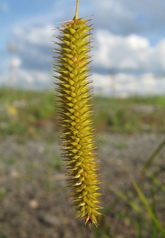 Изображение особи Carex pseudocyperus.