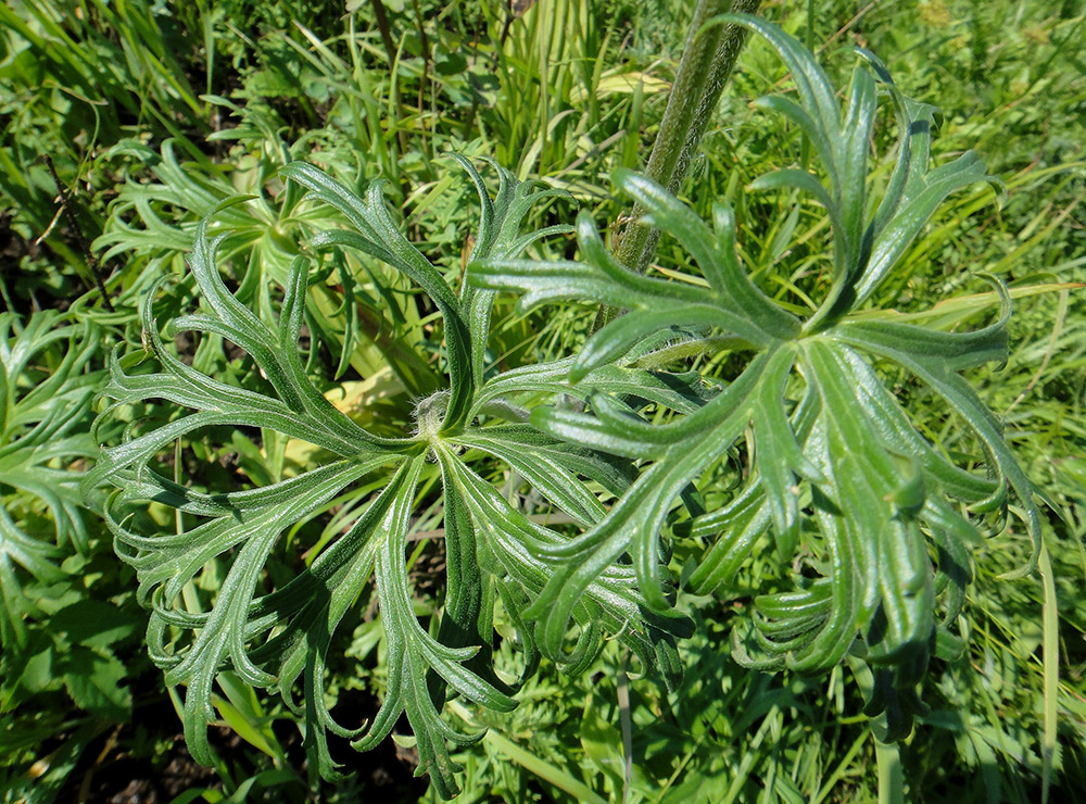 Изображение особи Aconitum barbatum.