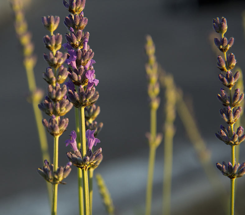 Изображение особи Lavandula angustifolia.