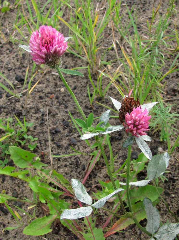 Image of Trifolium pratense specimen.