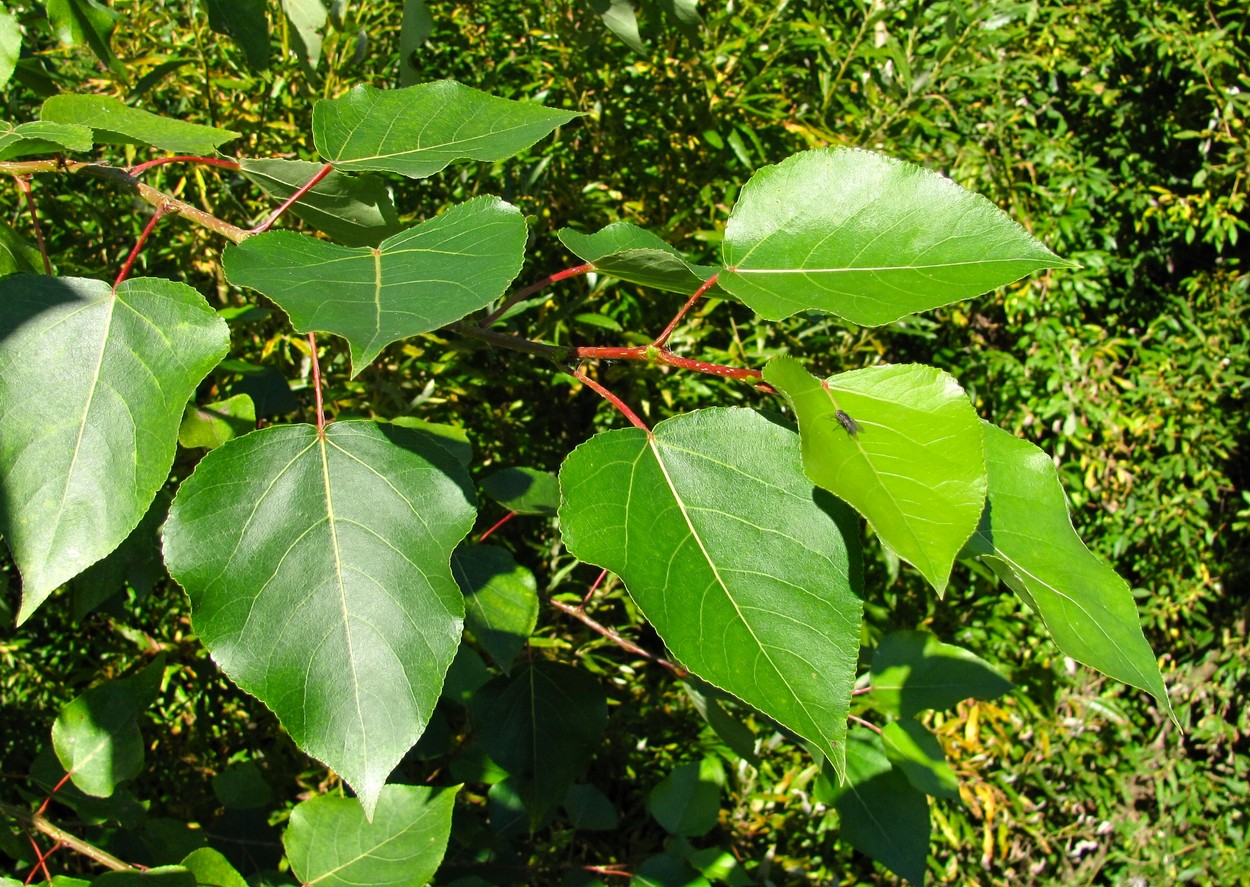 Изображение особи Populus laurifolia.