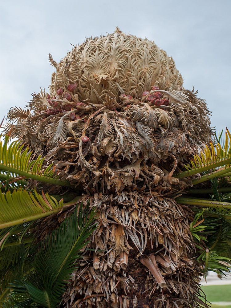 Image of Cycas revoluta specimen.