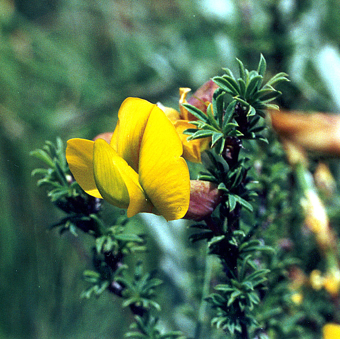 Image of Caragana scythica specimen.