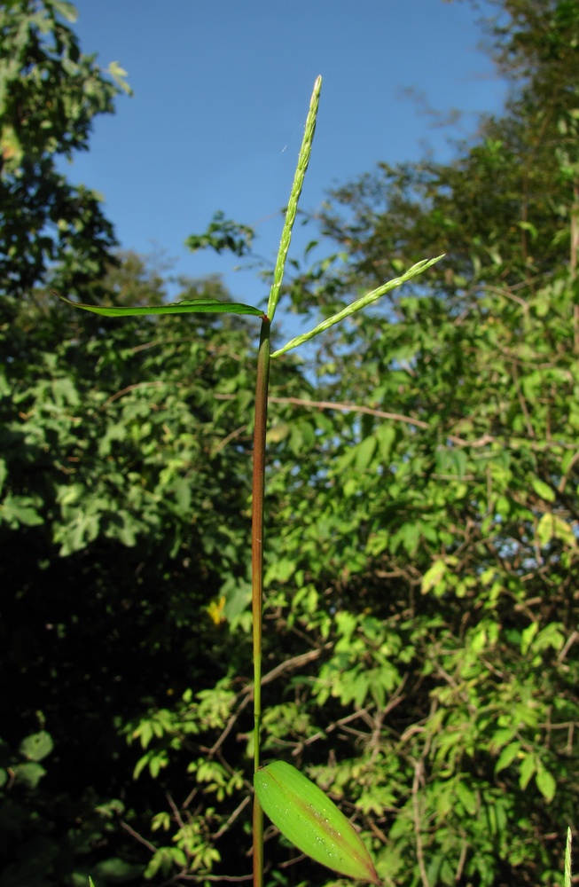 Image of genus Digitaria specimen.