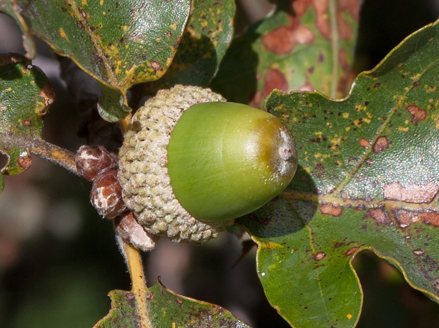 Изображение особи Quercus pubescens.