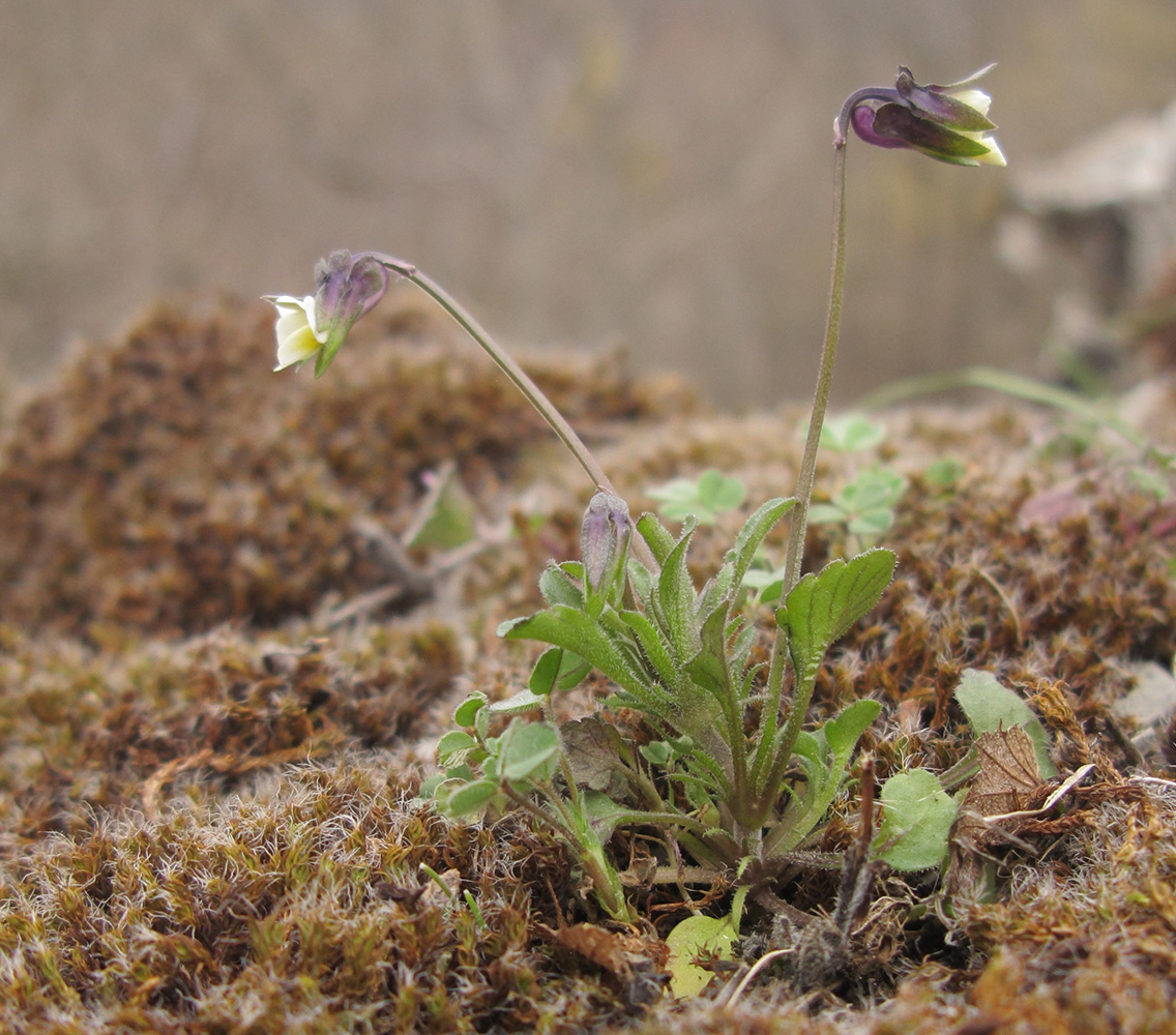 Image of Viola kitaibeliana specimen.