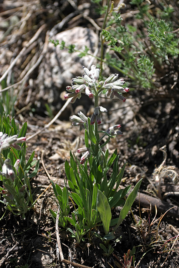 Image of Rindera tianschanica specimen.