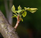 Juglans mandshurica. Развивающийся побег на боковой ветви дерева. Московская обл., Раменский р-н, окр. дер. Хрипань, садовый участок. 18.05.2015.