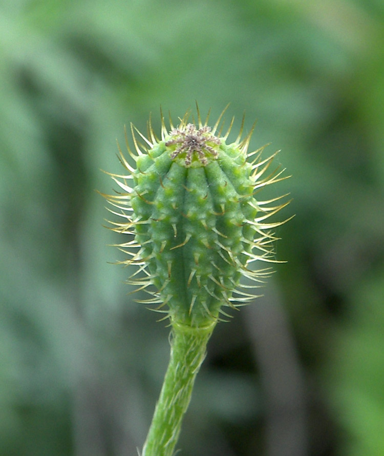 Image of Papaver hybridum specimen.