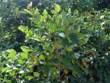 Dendrolobium umbellatum. Верхушка ветви плодоносящего дерева. Андаманские острова, остров Хейвлок, прибрежный лес. 01.01.2015.