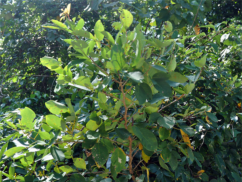 Изображение особи Dendrolobium umbellatum.