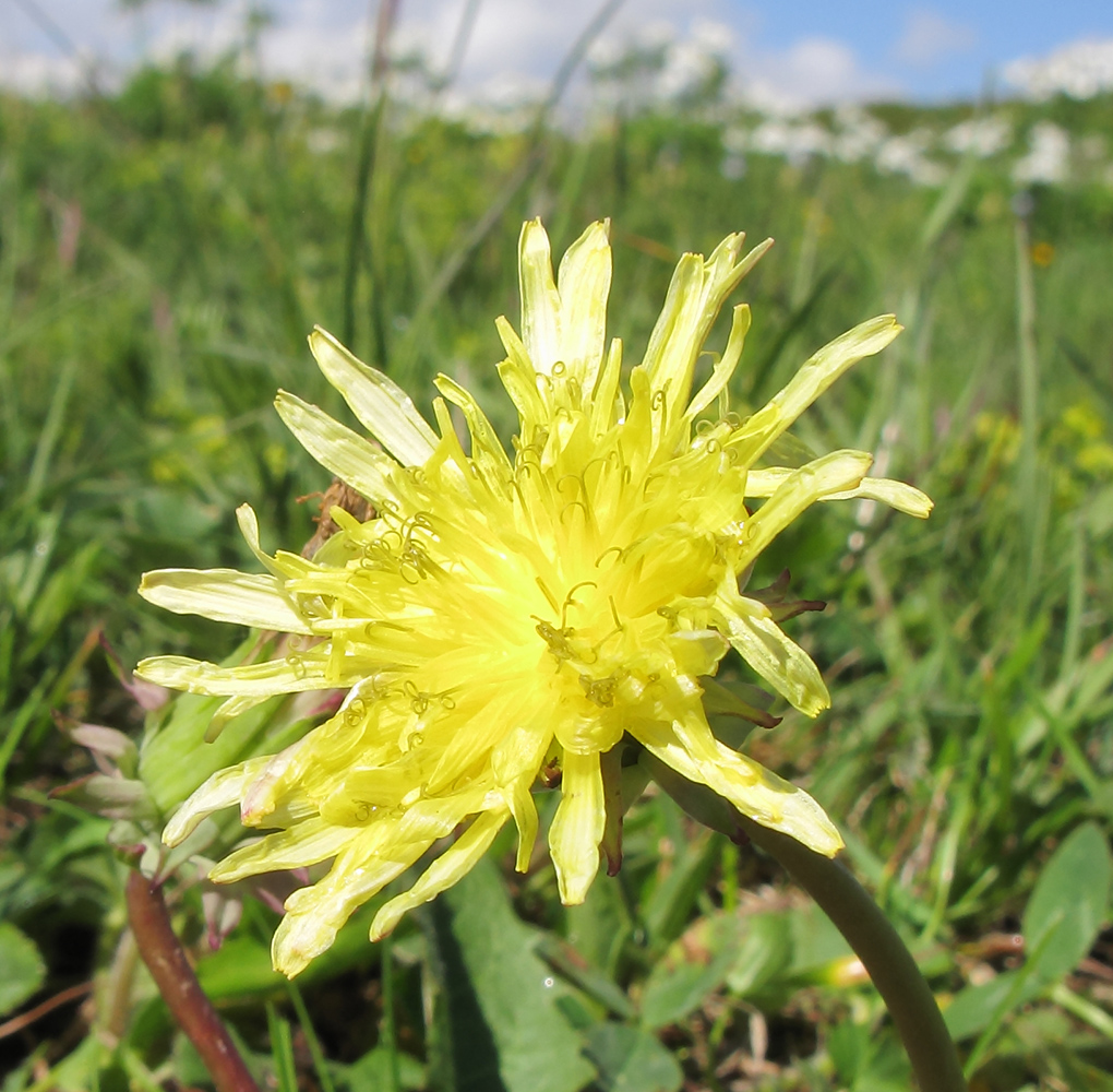 Изображение особи Taraxacum confusum.