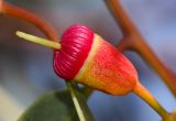 Eucalyptus torquata