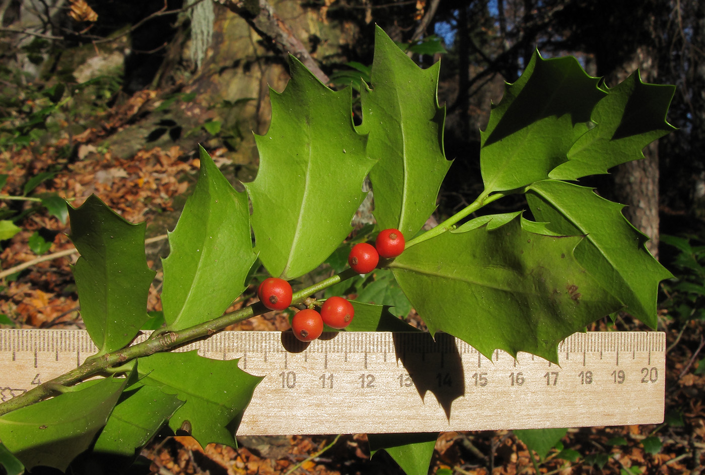 Изображение особи Ilex colchica.