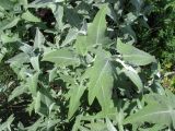 Salvia canariensis. Верхушка побега. Испания, Канарские о-ва, Гран Канария, муниципалитет Agüimes, ущелье Barranco de Guayadeque. 26 февраля 2010 г.