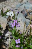 genus Epilobium