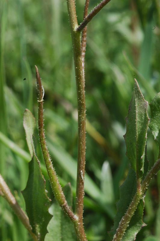 Image of Chorispora tenella specimen.