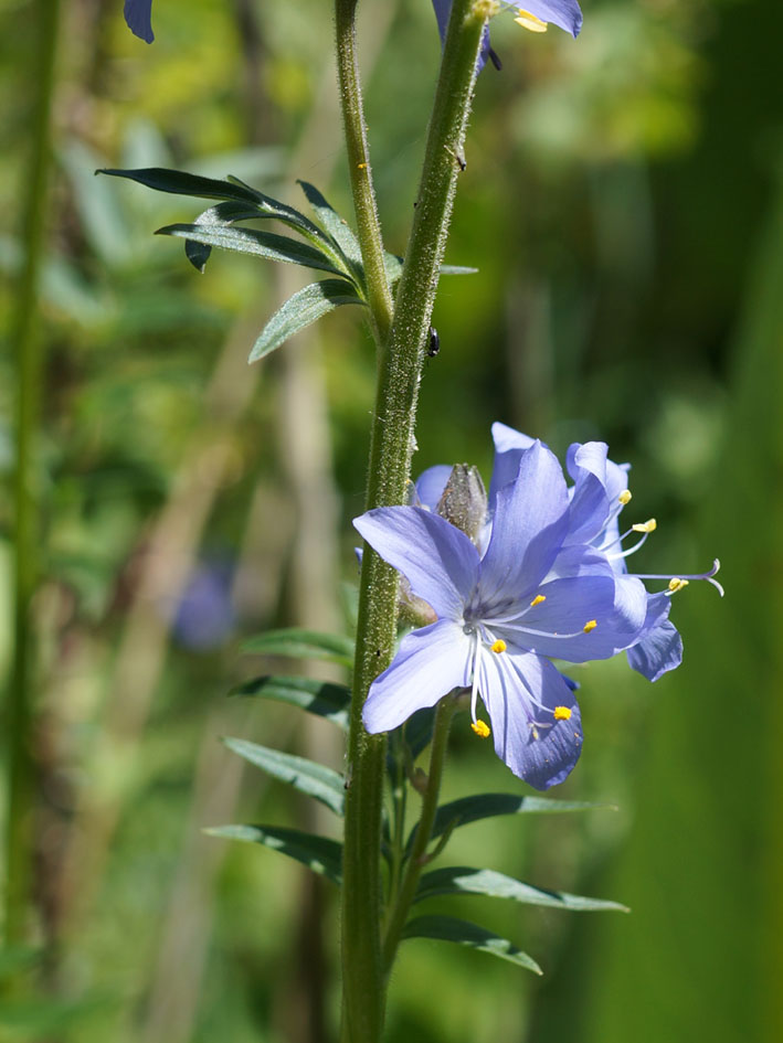 Image of Polemonium caucasicum specimen.