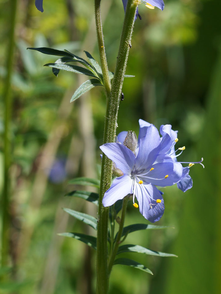 Image of Polemonium caucasicum specimen.